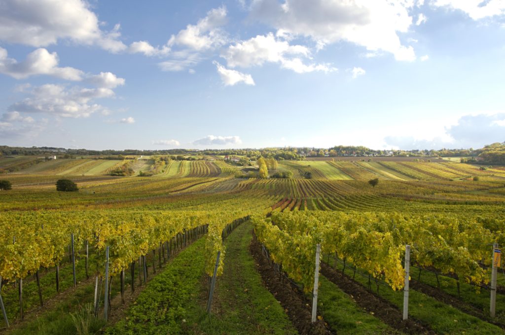 wandern durch die weinberge der thermenregion wienerwald nahe hinterbruehl